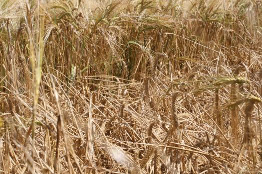 Leaf Rust - Barley